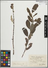 Foto von Salix laurina Sm.